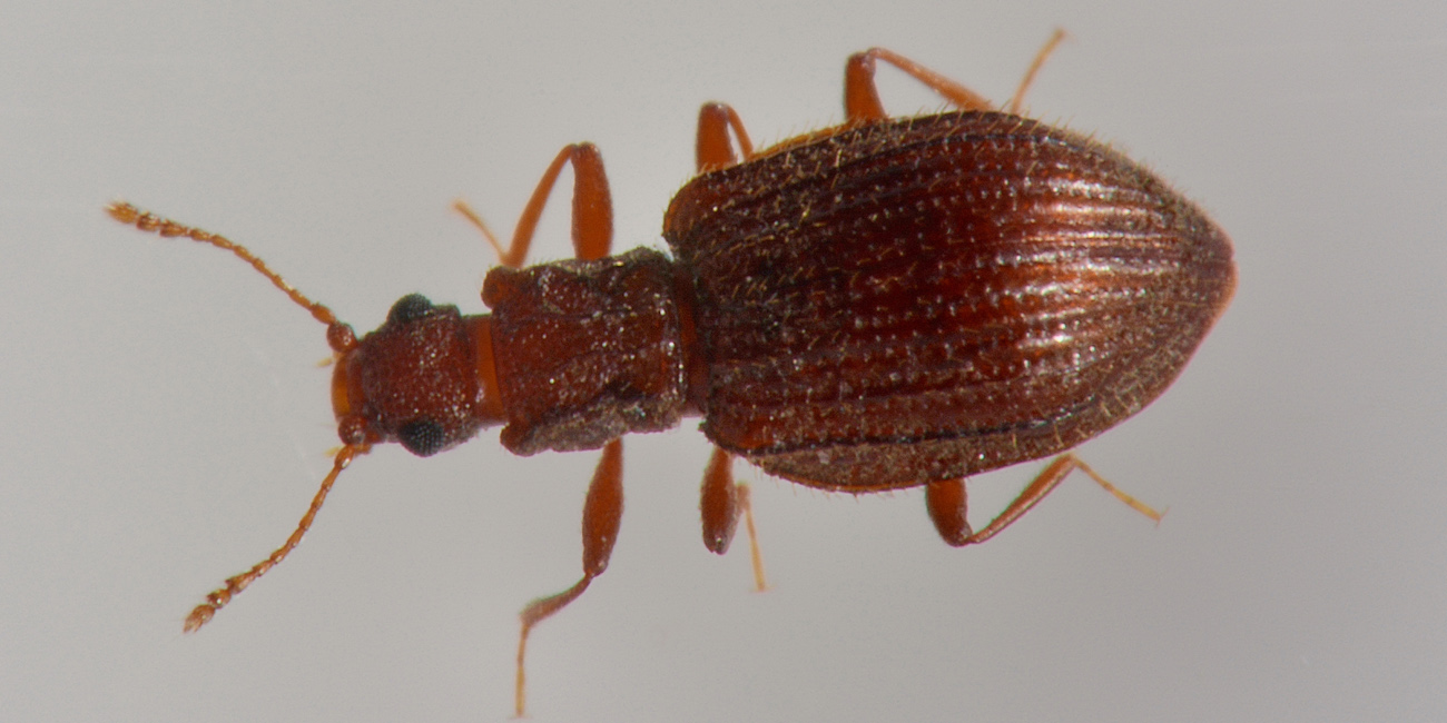 Latridiidae: Stephostethus sp?  S, S. angusticollis e Latridius minutus (cfr.)